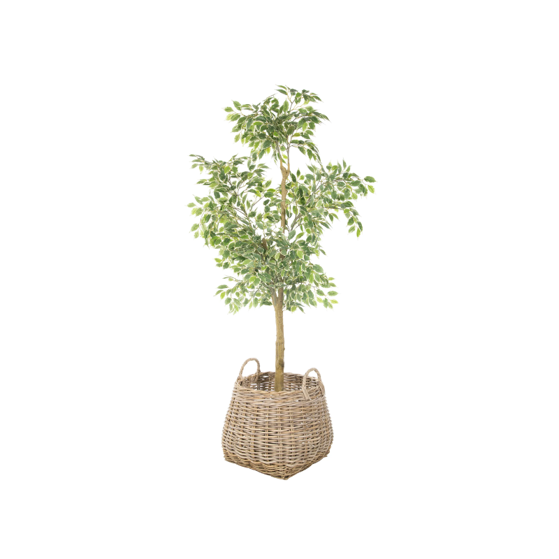 this is an image of a plant basket